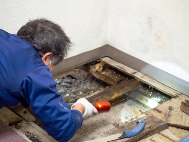 Best Mold Damage Repair  in Laurel, VA