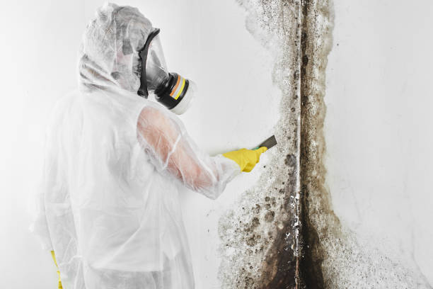 Best Fast Mold Removal  in Laurel, VA