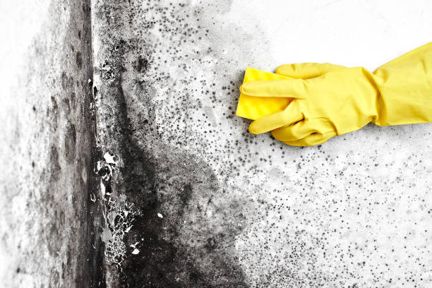 Best Home Mold Removal  in Laurel, VA