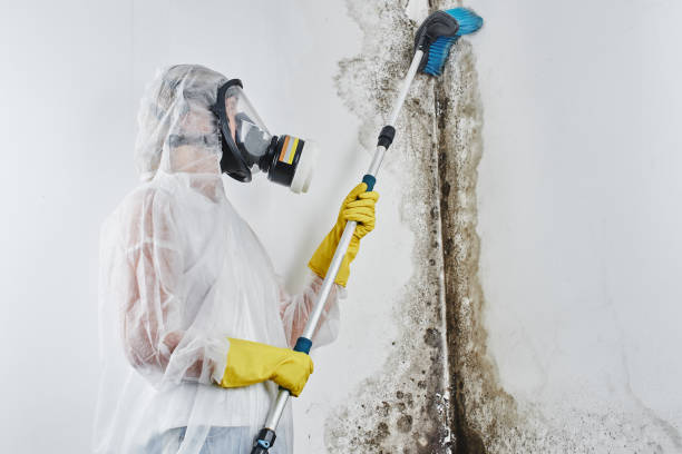 Best Mold Testing  in Laurel, VA