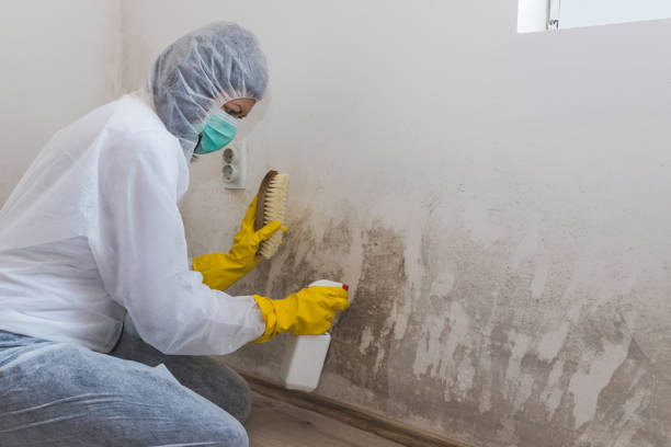 Best Black Mold Removal  in Laurel, VA
