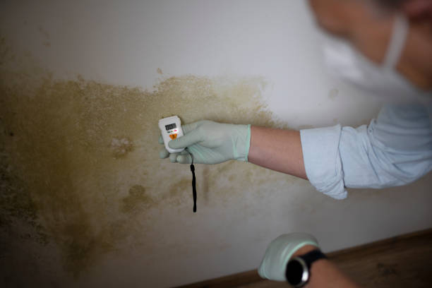 Reliable Laurel, VA Mold Removal Solutions