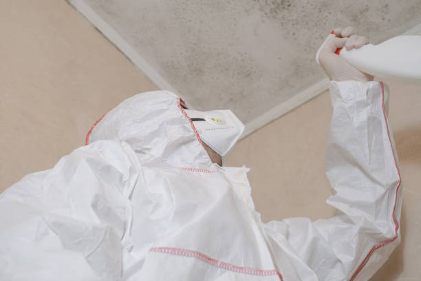 Best Certified Mold Removal  in Laurel, VA
