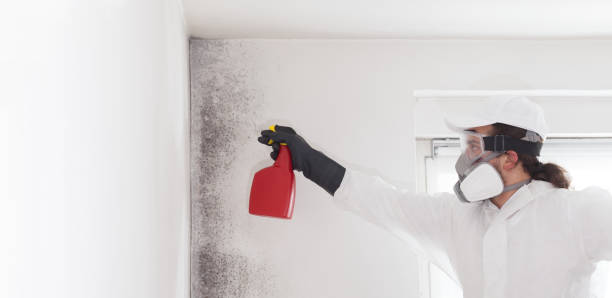 Best Mold Cleaning Services  in Laurel, VA