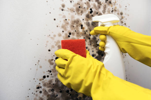 Best Residential Mold Removal  in Laurel, VA