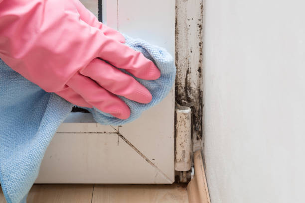 Best Emergency Mold Removal  in Laurel, VA