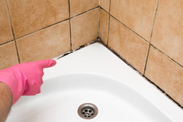 Best Toxic Mold Removal  in Laurel, VA